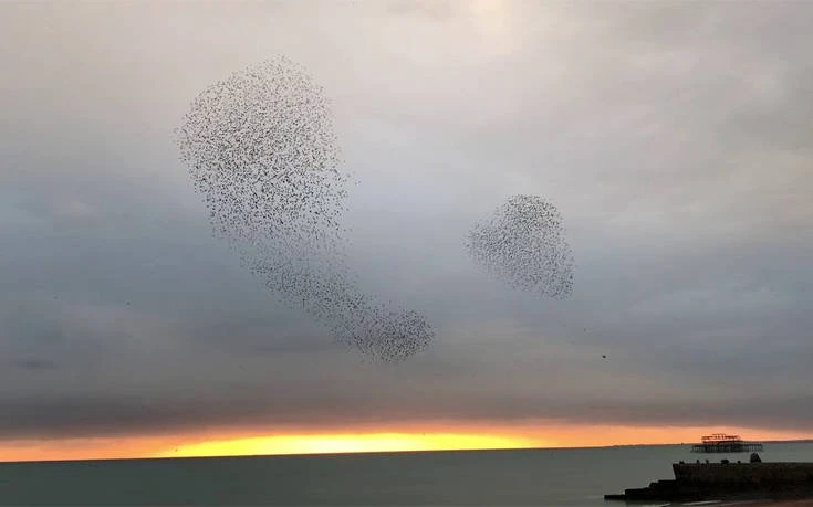Πουλιά κινούνται σε εντυπωσιακούς σχηματισμούς (βίντεο)